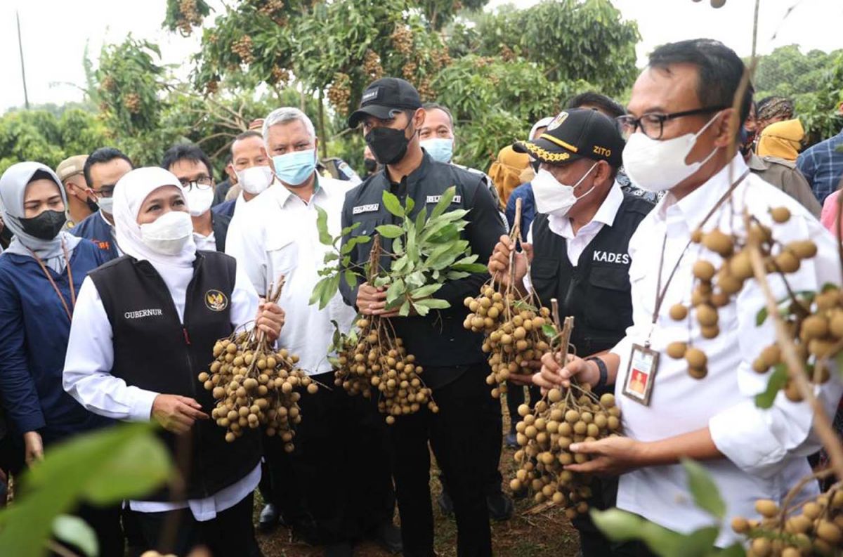 Gubernur Jatim Khofifah Indar Parawansa saat panen raya klengkeng di Tuban (Foto: Humas Pemprov Jatim)