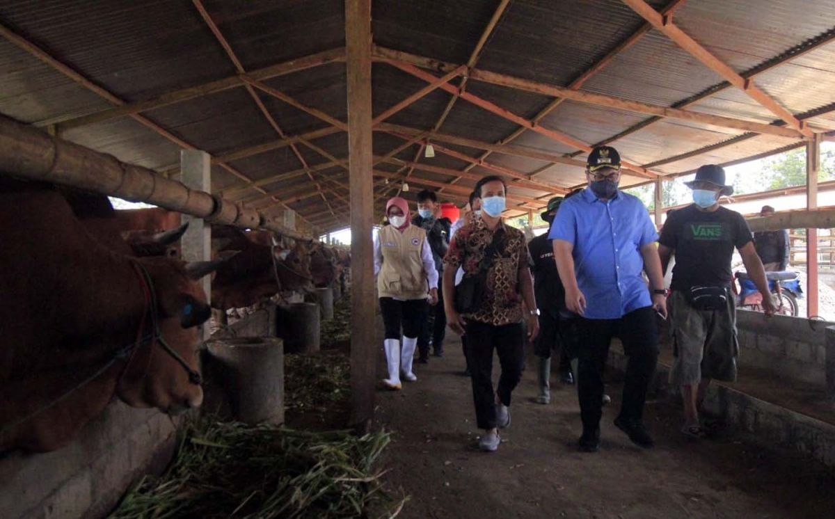 Kawal Program Korporasi di Kediri, Mas Dhito Cek Rutin Kondisi Kesehatan Sapi