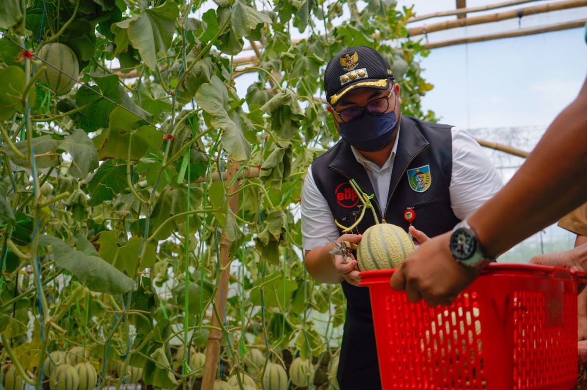 Mas Dhito saat melakukan panen perdana melon hydro. (Foto: Pemkab Kediri)