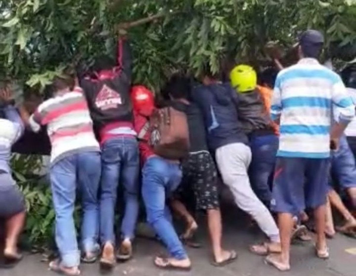 Warga bergotong royong mengevakuasi pohon yang menimpa pengendara di Banyuwangi.