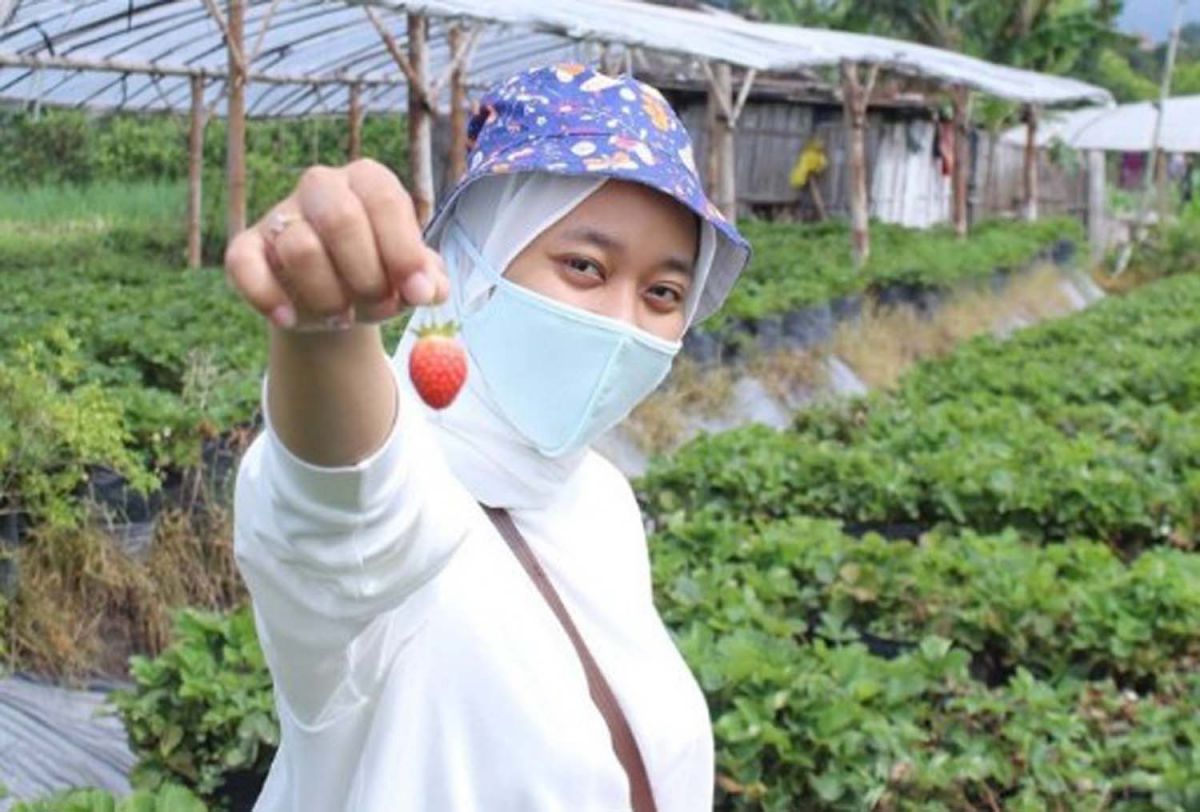 Salah satu wisatawan memetik stroberi langsung dari kebun di Kota Batu (Foto-foto: Lumbung Stroberi for jatimnow.com)