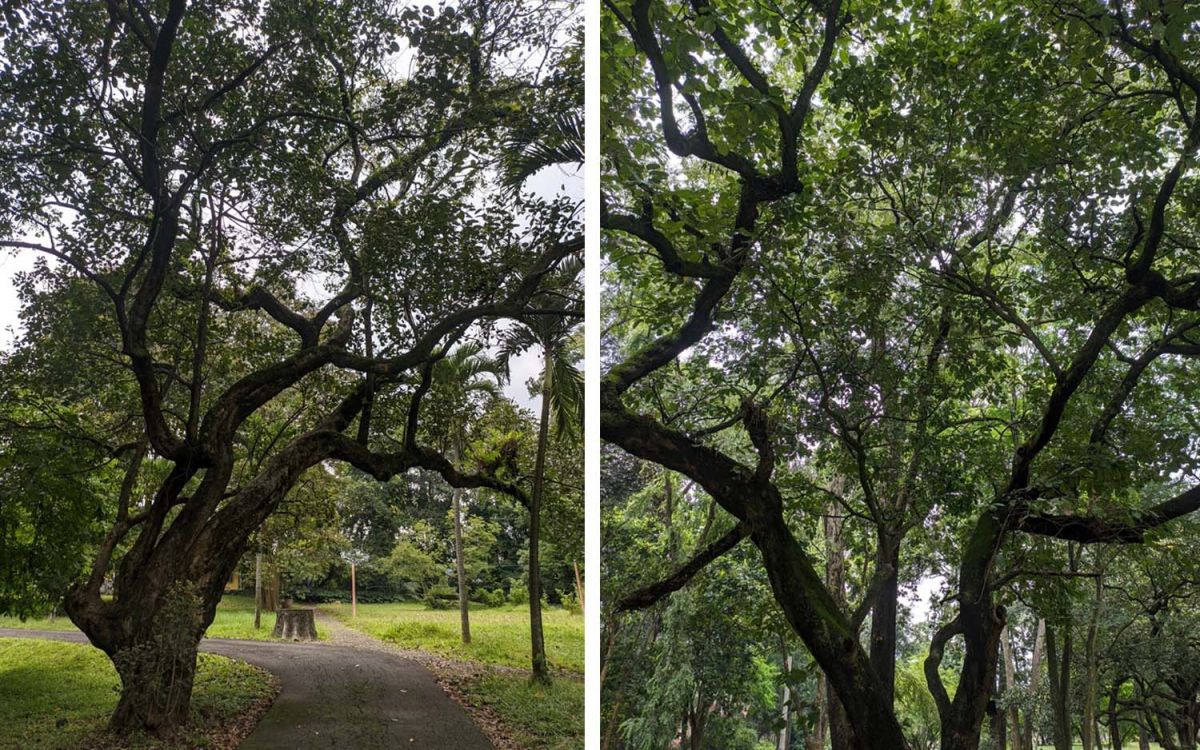 Pohon langka paling tua di Kebun Raya Purwodadi Pasuruan (Foto: Moch Rois/jatimnow.com)