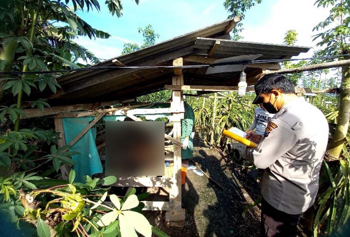 Polisi dan tim medis memeriksa pria yang ditemukan tewas dalam gubuk kebun buah naga di Banyuwangi