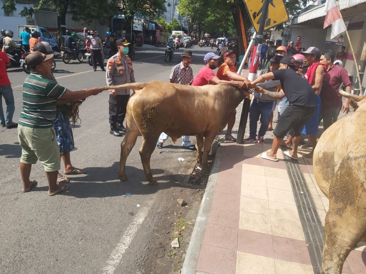 Sapi Ngamuk Loncat dari Pikap Masuk ke Toko di Banyuwangi, Pengunjung Semburat
