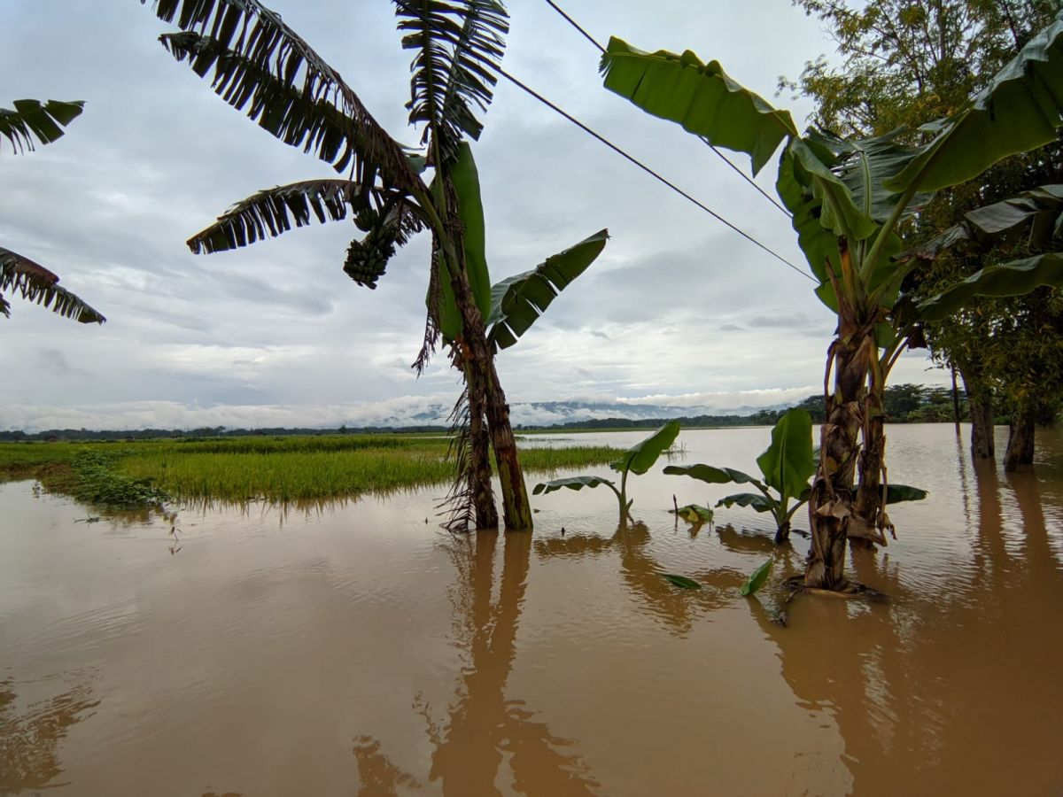 Sawah 220 hektare di Ponorogo terendam banjir (Foto: Mita Kusuma/jatimnow.com)