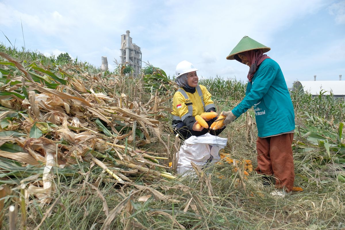 Petani sanggem melakukan panen tanaman jagung di lahan Semen Gresik. (Foto: dok SIG/jatimnow.com)
