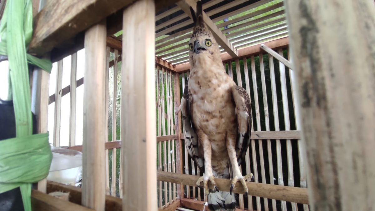 Burung Elang Jawa yang diserahkan ke BBKSDA.(Foto: Nor for jatimnow.com)