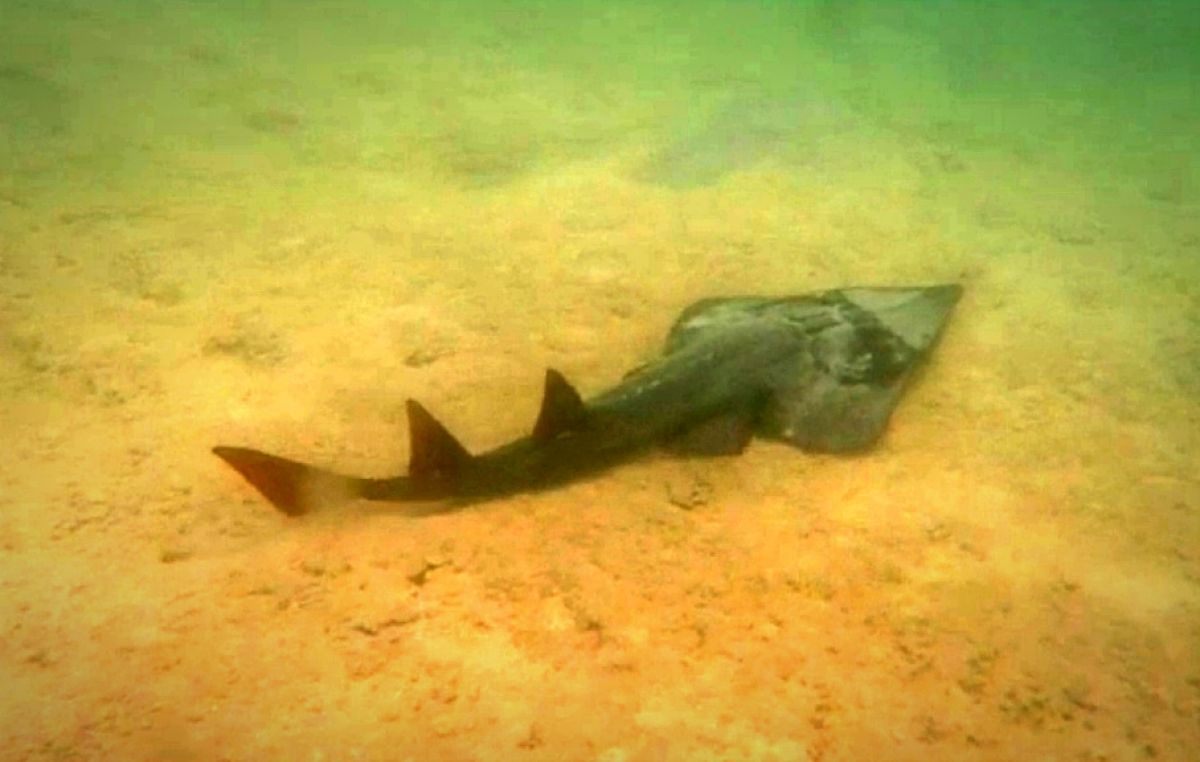 Ikan Pari Kikir di Perairan Pantai Selayar Pulau Bawean (Foto: Tangkapan layar video Martin Willi Fallebacher)
