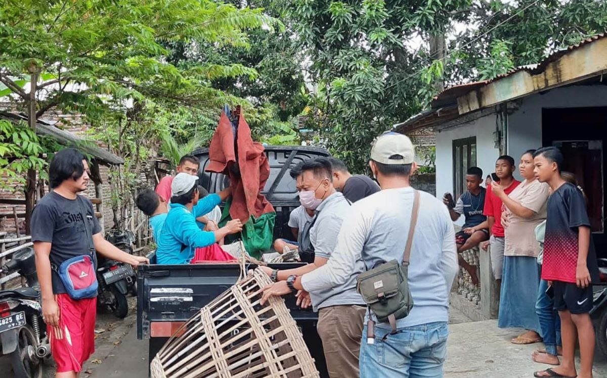 Arena Judi Sabung Ayam di Situbondo Digerebek, 4 Orang Diringkus