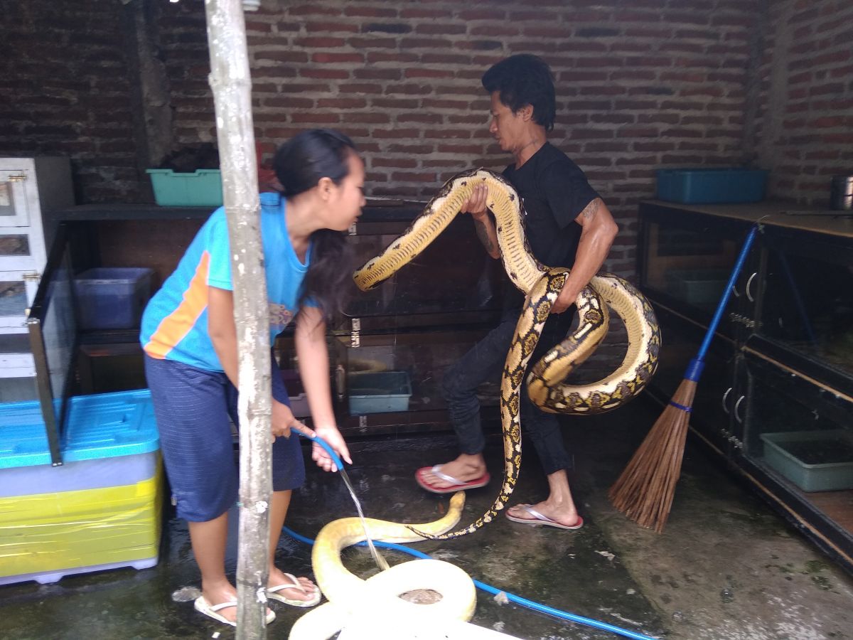 Hobi Keluarga di Jombang Ini Bikin Bergidik, Pelihara Belasan Ular Piton