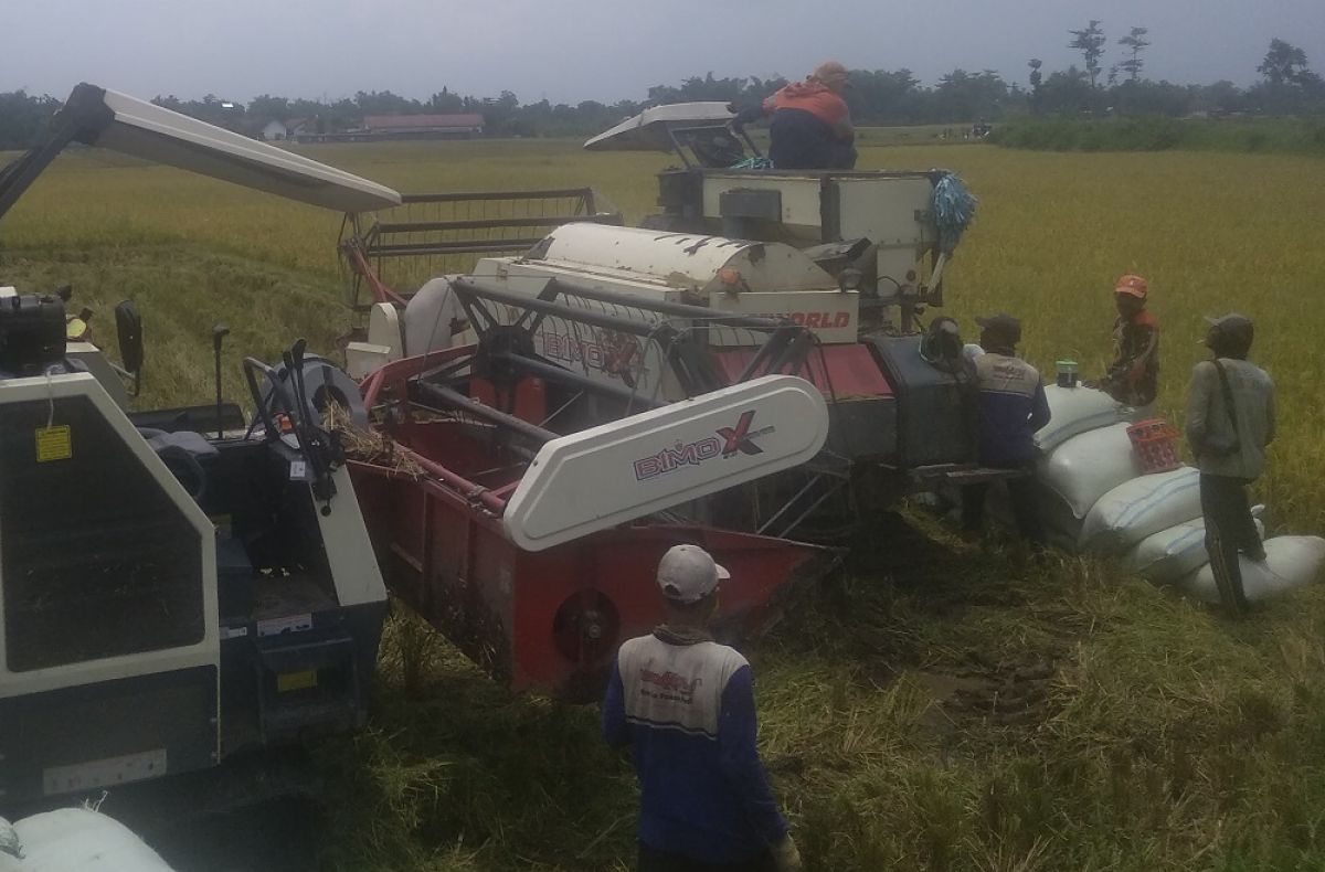 Panen bersama kemitraan hulu hilir perlindungan petani di Desa Kepuhkajang, Kecamatan Perak. (Foto: Humas Pemkab Jombang)
