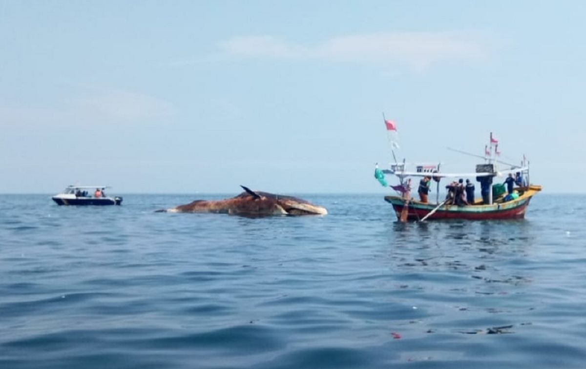 Paus Bungkuk 20 Meter Mati Terapung di Perairan Camplong Sampang