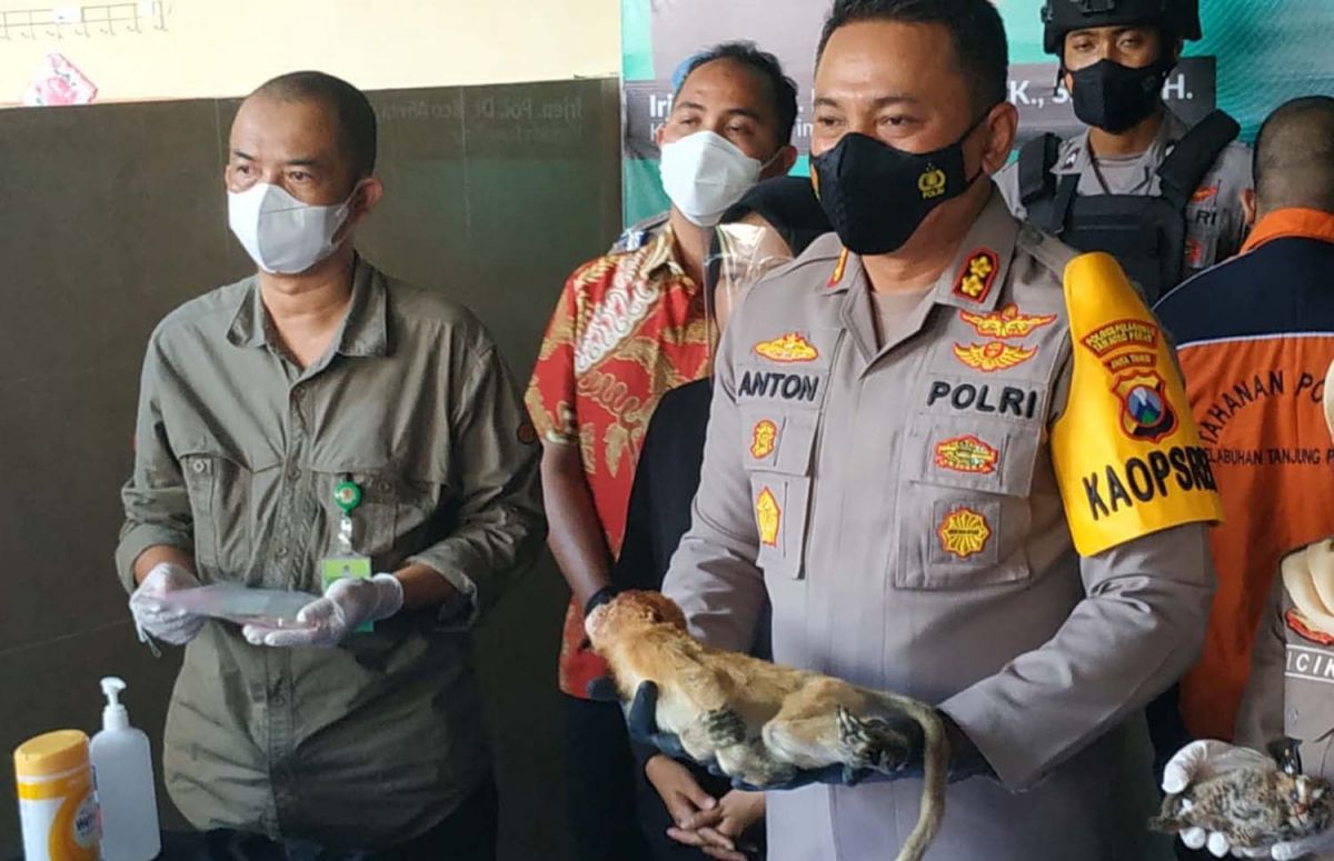 Kapolres Pelabuhan Tanjung Perak, AKBP Anton Elfrino Trisanto menunjukkan anakan bekantan yang meninggal (Foto-foto: Zain Ahmad/jatimnow.com)