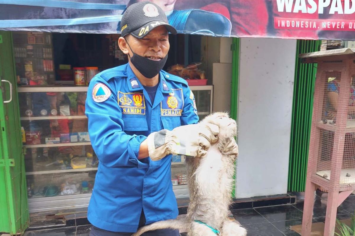 Monyet Betina Birahi di Jombang Mengamuk, Petugas Damkar Siramkan Air, Lho...
