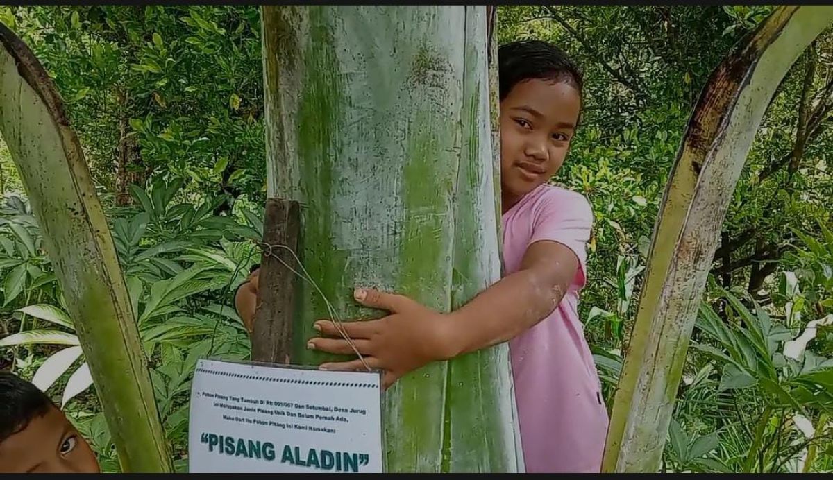 Pisang raksasa di Ponorogo (Foto: Mita Kusuma/jatimnow.com)