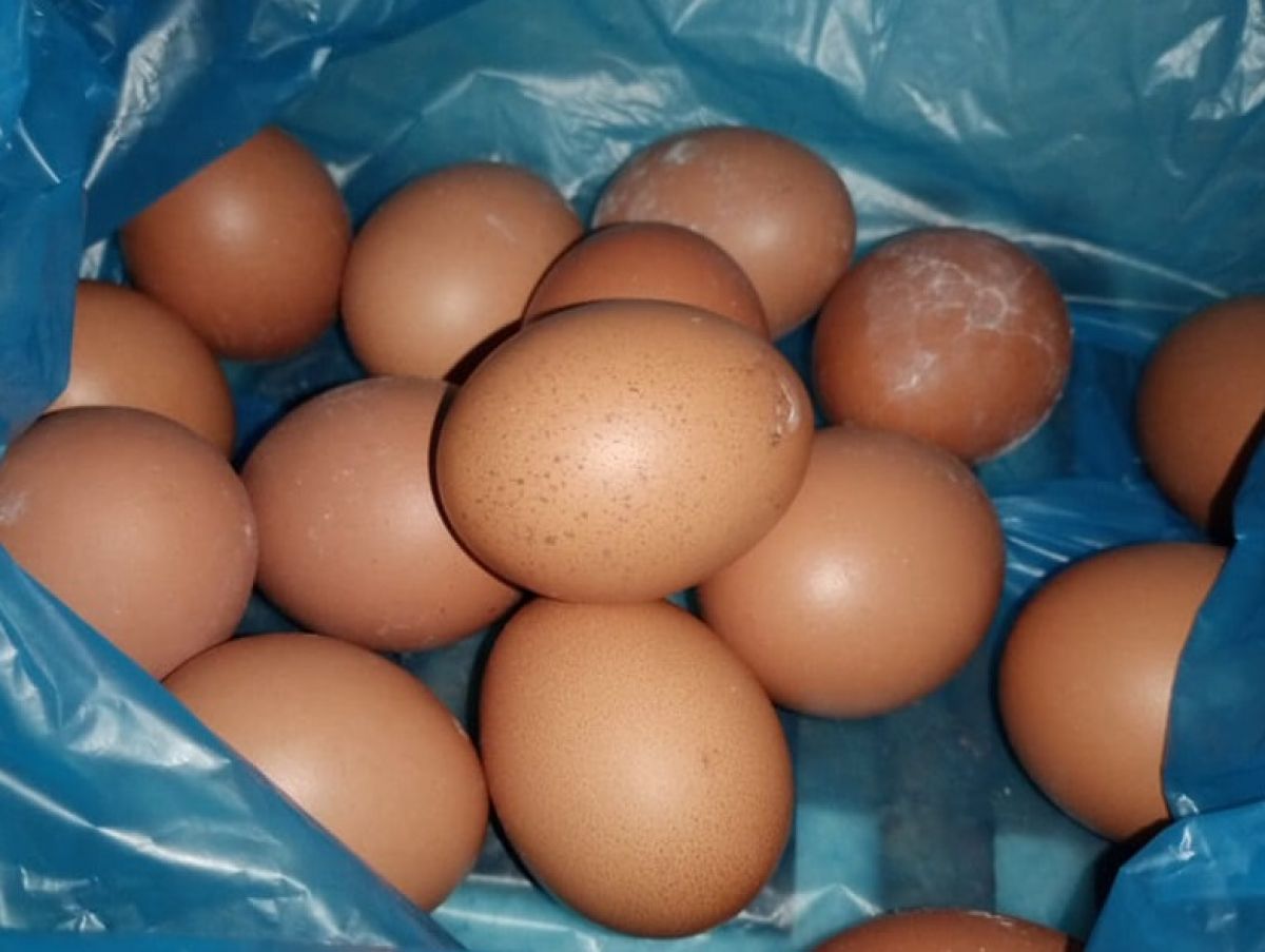 Harga Telur dari Peternak Ayam Lamongan Stabil tapi di Pedagang Naik, Kok Bisa?