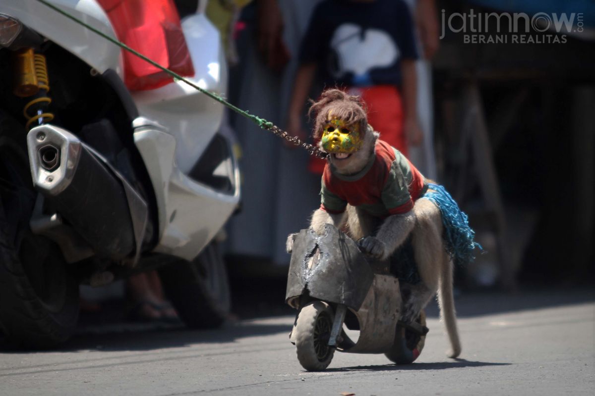 Foto: Balada Topeng Monyet di Pasar Gresik