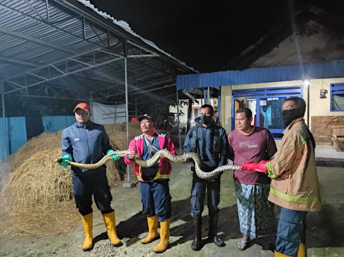 Ular sanca kembang yang dipamerkan Damkar Lamongan seusai di evakuasi.(Foto: Damkar Lamongan for jatimnow.com)