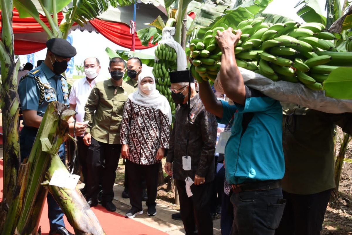 Gubernur Khofifah saat mendampingi Wakil Presiden Ma'ruf Amin panen perdana pisang cavendish di Desa/Kecamatan Pulung, Kabupaten Ponorogo (Foto-foto: Humas Pemprov Jatim)