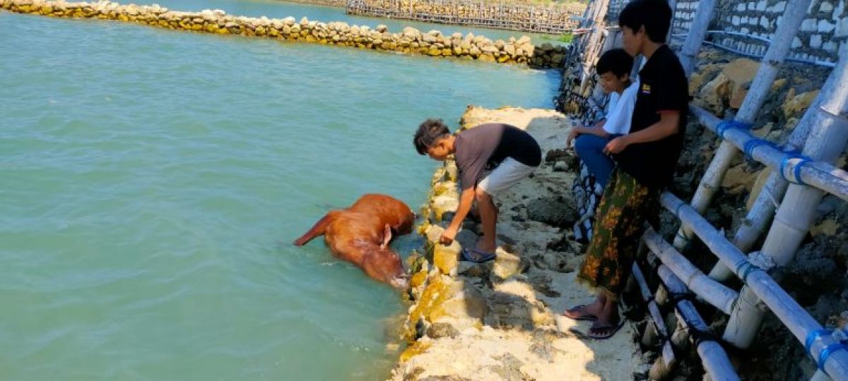 Warga Dusung Lengser digegerkan penemuan puluhan bangkai sapi Madura di pantau wilayah Kecamatan Camplong, Sampang. (Foto: Muhammad for jatimnow.com)
