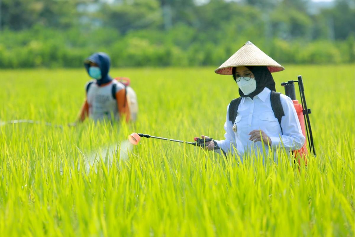 Petani Banyuwangi Digelontor 197 Ton Benih Padi