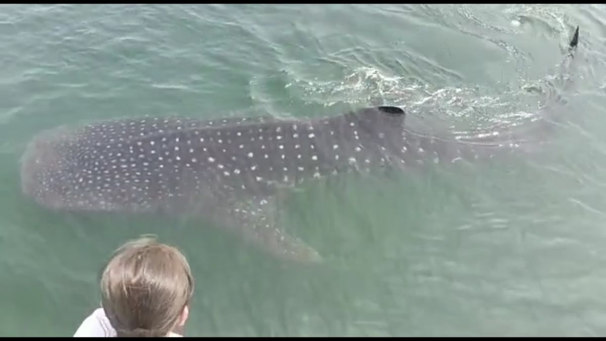 Lama Migrasi, Hiu Paus Kembali Muncul di Laut Pasuruan
