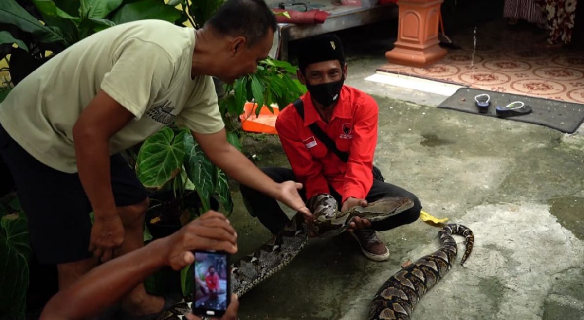 Ular sanca kembang milik Hafik yang dipamerkan kepada warga luar desa yang penasaran. (Foto: Hafik for jatimnow.com)