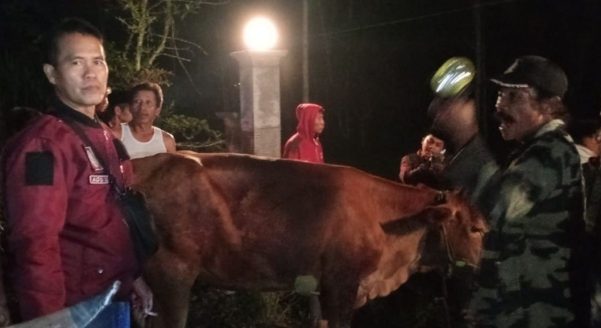 Sapi milik Hos (50), warga Dusun Darungan, Desa Ranu Gedang, Kecamatan Tiris berhasil ditemukan. (Foto: Mahfud Hidayatullah/jatimnow.com)