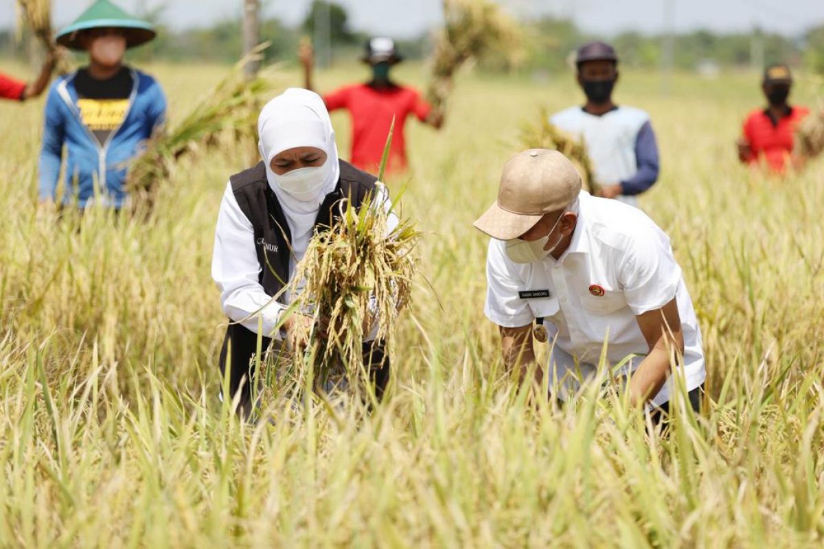 Gubernur Jawa Timur (Jatim) Khofifah Indar Parawansa mengikuti panen raya di Desa Trisono, Kecamatan Babadan, Kabupaten Ponorogo.(Foto: Mita Kusuma/jatimnow.com)