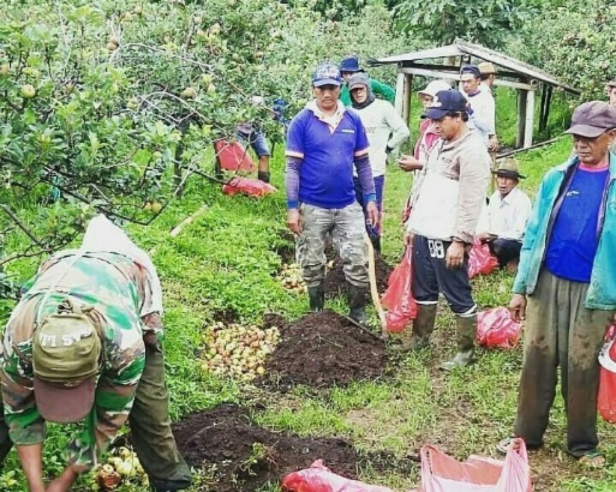 Petani apel di Kota Batu.(Foto: DPKP Kota Batu)