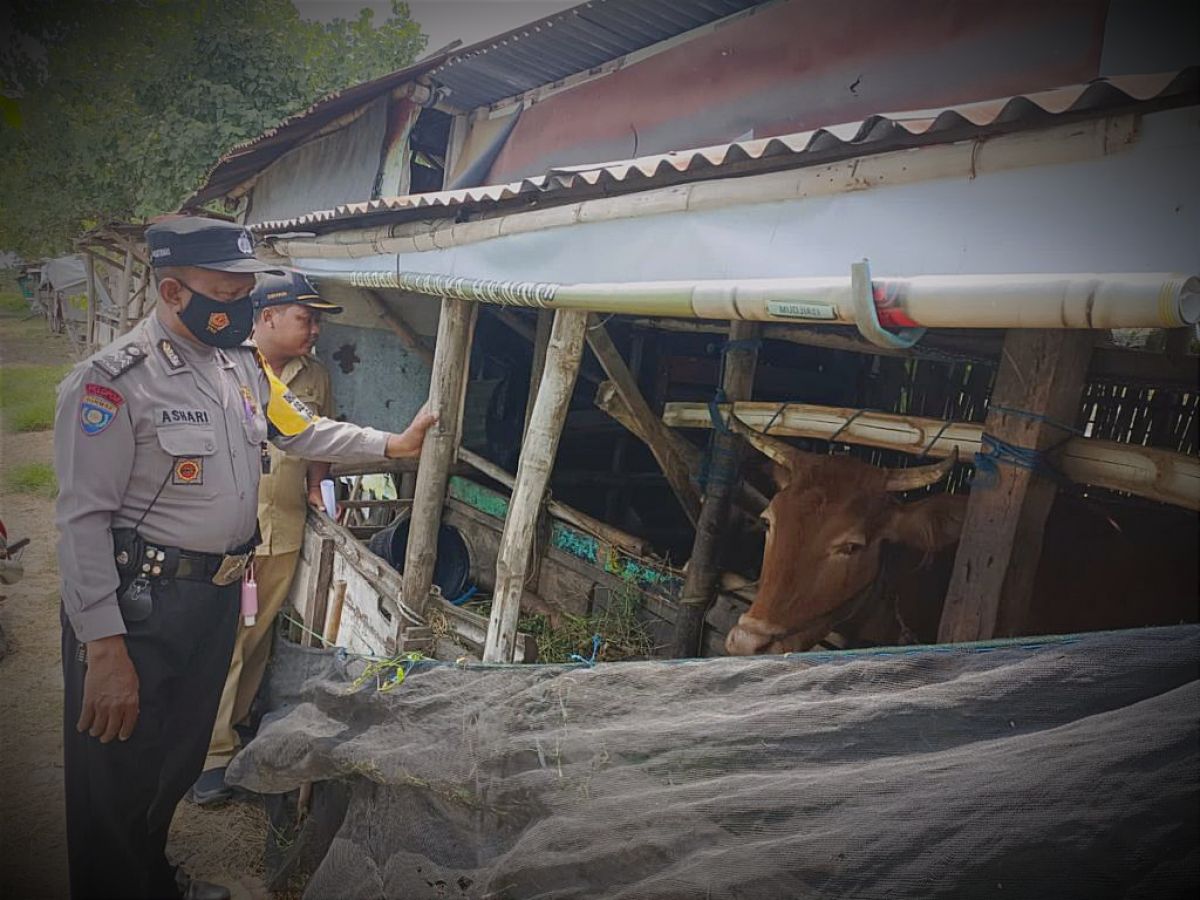 Ratusan Bhabinkamtibmas di Lamongan Dilibatkan dalam Penanggulangan Wabah PMK