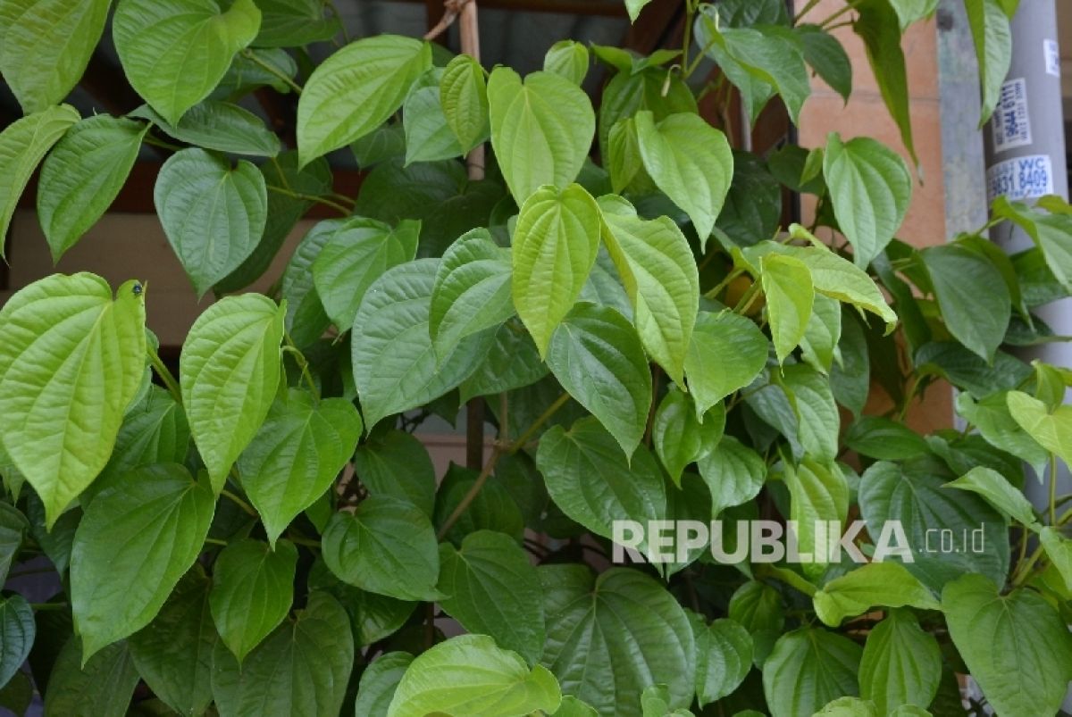 Daun sirih  (Foto: Republika/Musiron)