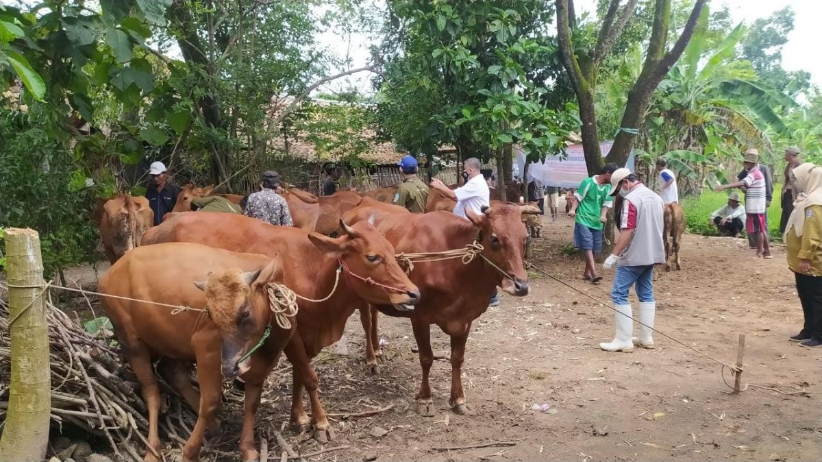 Pemerintah perketat masuknya hewan ternak sapi dari luar Sampang sejak sepekan terakhir.(Foto: Fathor Rahman)