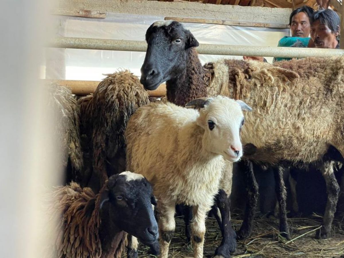 Kendalikan Wabah PMK, Kementan Anggarkan Dana Vaksin Rp48 Miliar