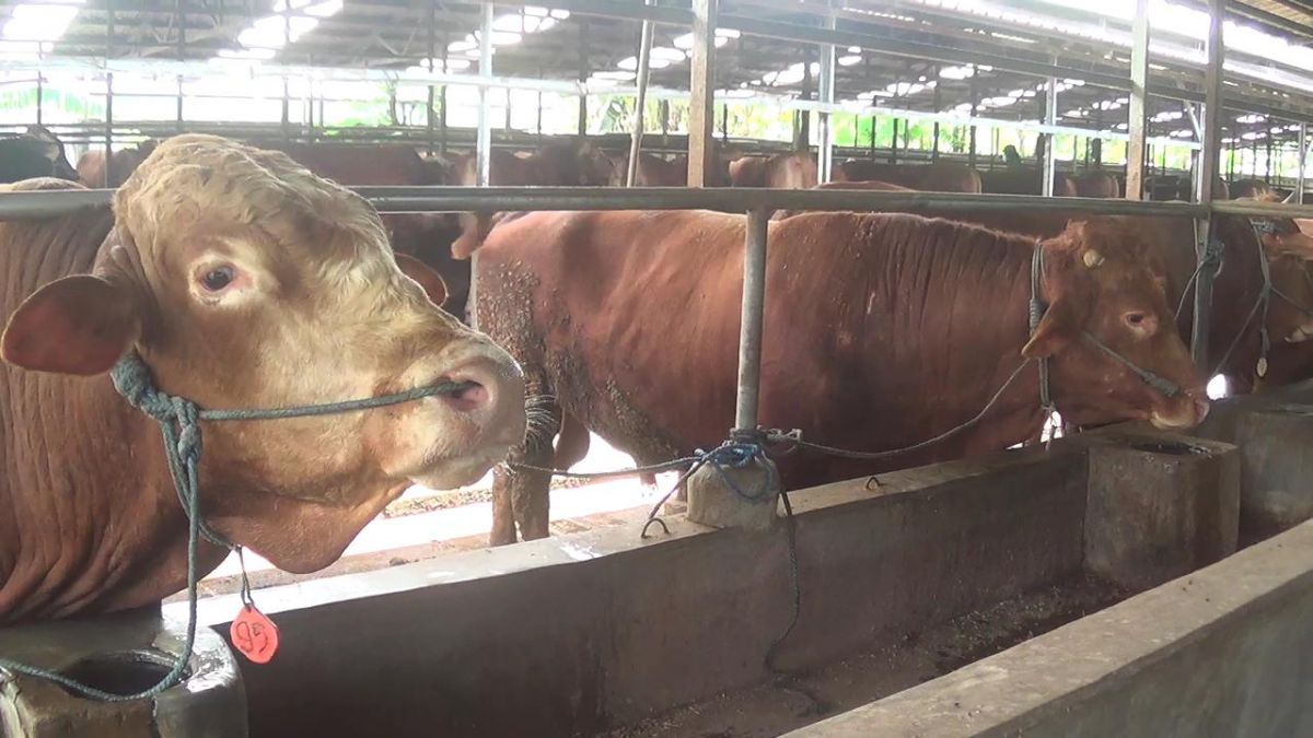 Ilustrasi. Peternakan sapi di Kecamatan Mojo Kabupaten Kediri. (Foto: Yanuar Dedy/jatimnow.com)