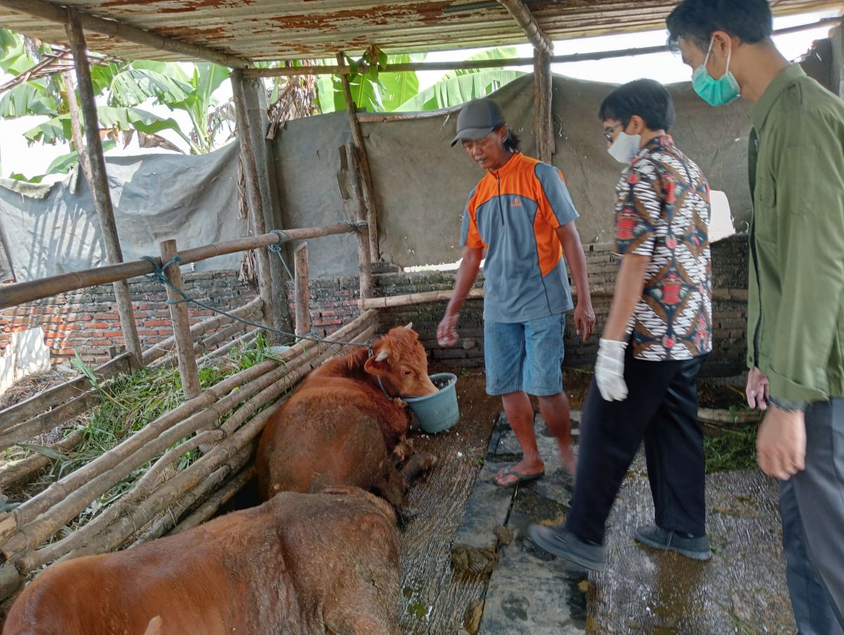 Sapi milik warga Dusun Kendi Wesi, Desa Pulorejo, Kecamatan Tembelang, Kabupaten Jombang yang terjangkit PMK (Foto: Elok Aprianto/jatimnow.com)