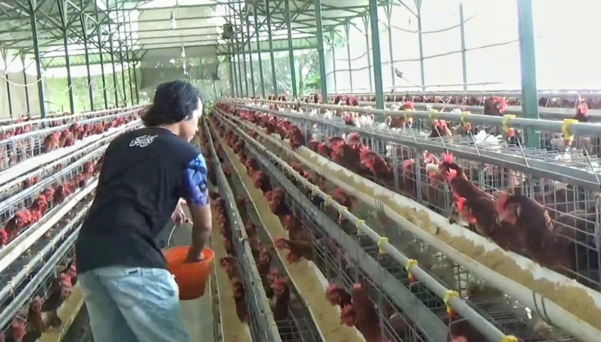 Peternak Ayam di Kota Batu Berharap Pemerintah Melek Peredaran Telur Infertil