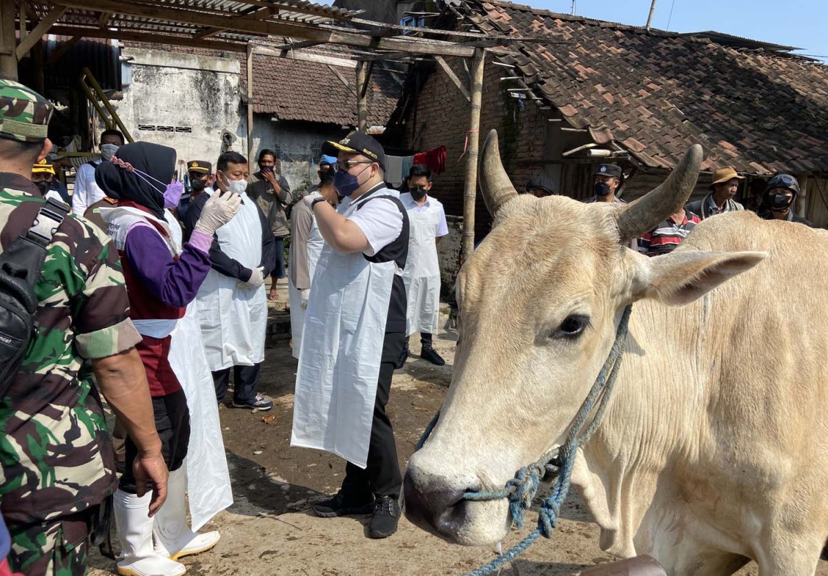 76 Sapi di 6 Kecamatan Suspek PMK, Mas Dhito Siapkan Penutupan Pasar Hewan