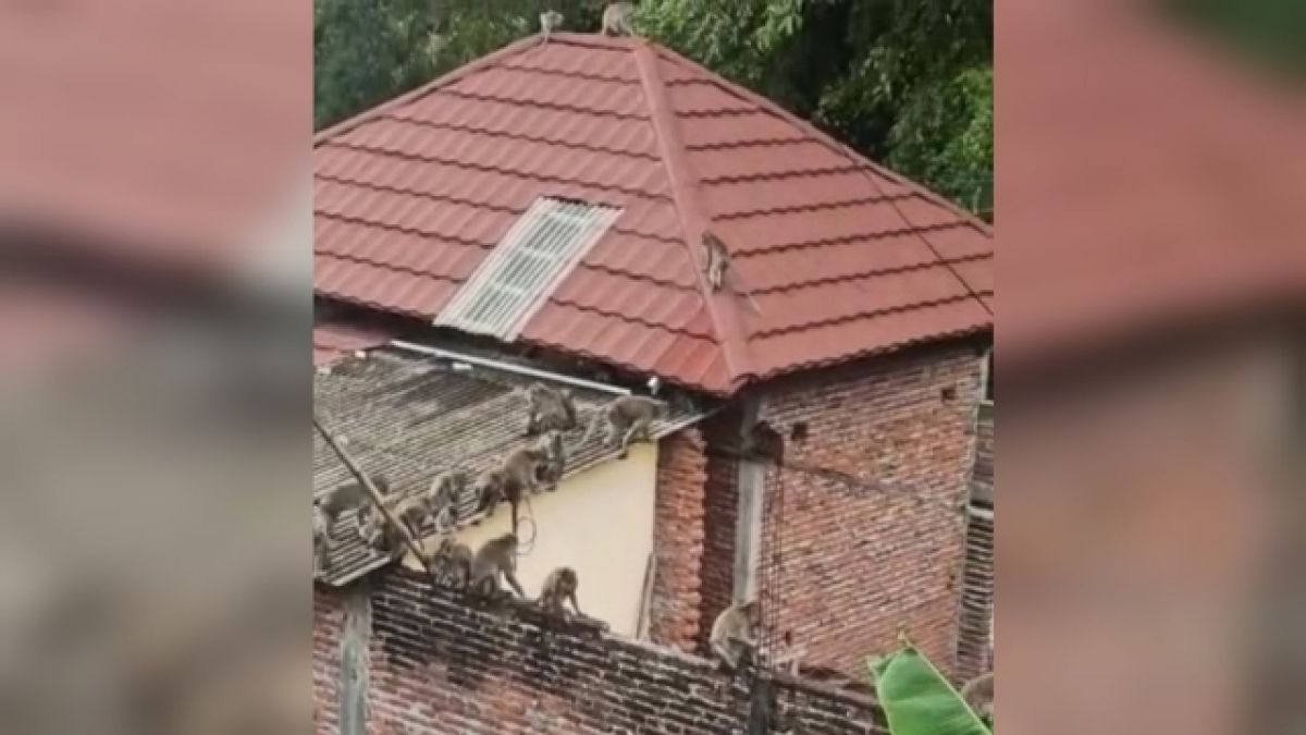 Ratusan monyet menyerbu rumah warga di Desa Mangliawan, Kecamatan Pakis.  (Foto: Junianto for jatimnow.com)