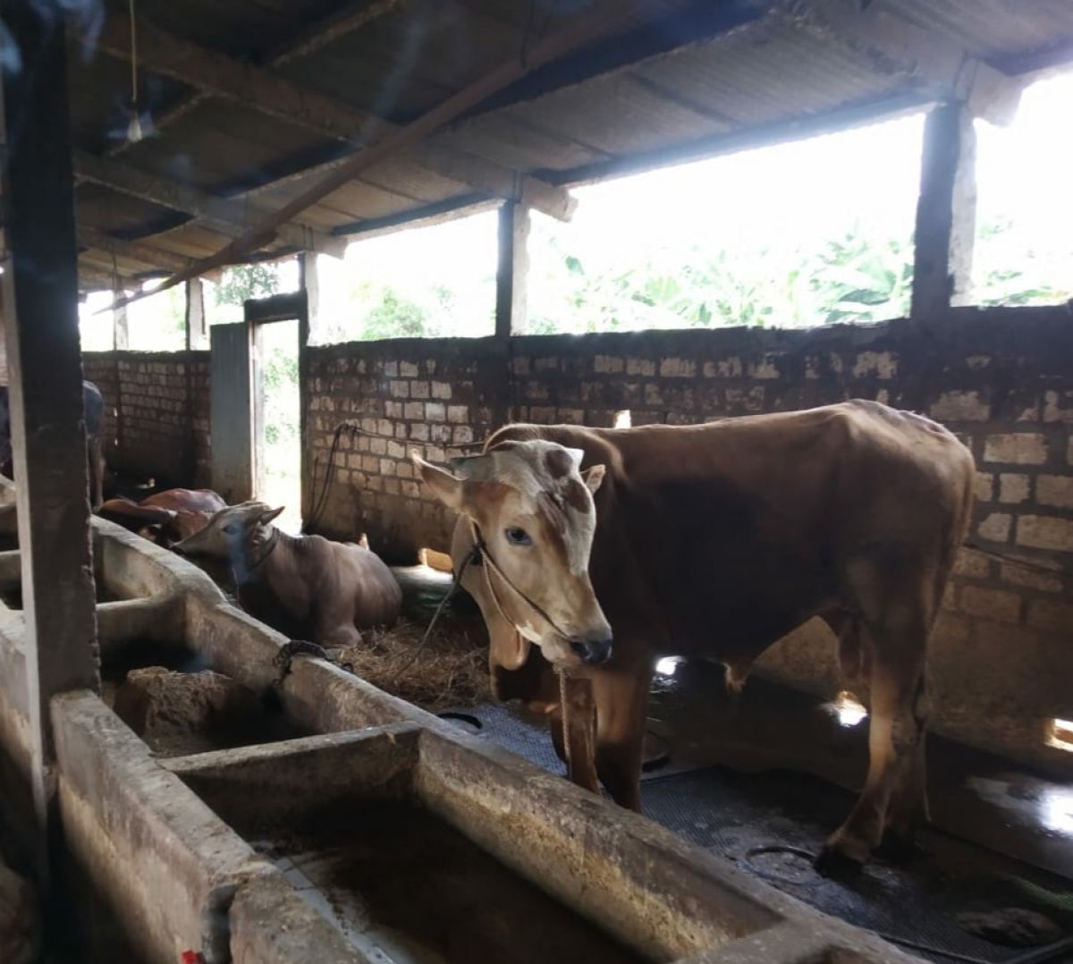 Peternakan sapi di Lamongan waspadai PMK. (Foto: Adyad Ammy Iffansah/jatimnow.com)