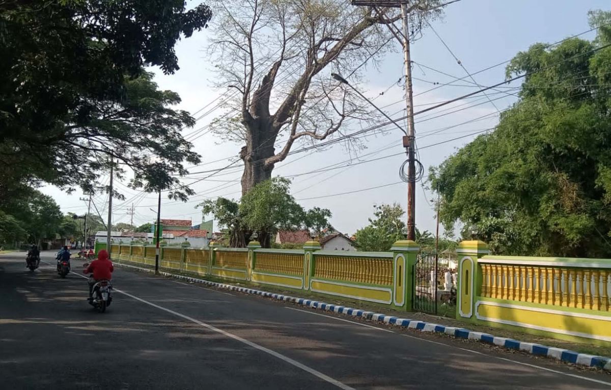 Pohon randu keramat berusia ratusan tahun yang berada di arema pemakaman umum Kelurahan Jrebeng Lor, Kecamatan Kedopok, Kota Probolinggo (Foto: Mahfud Hidayatullah/jatimnow.com)
