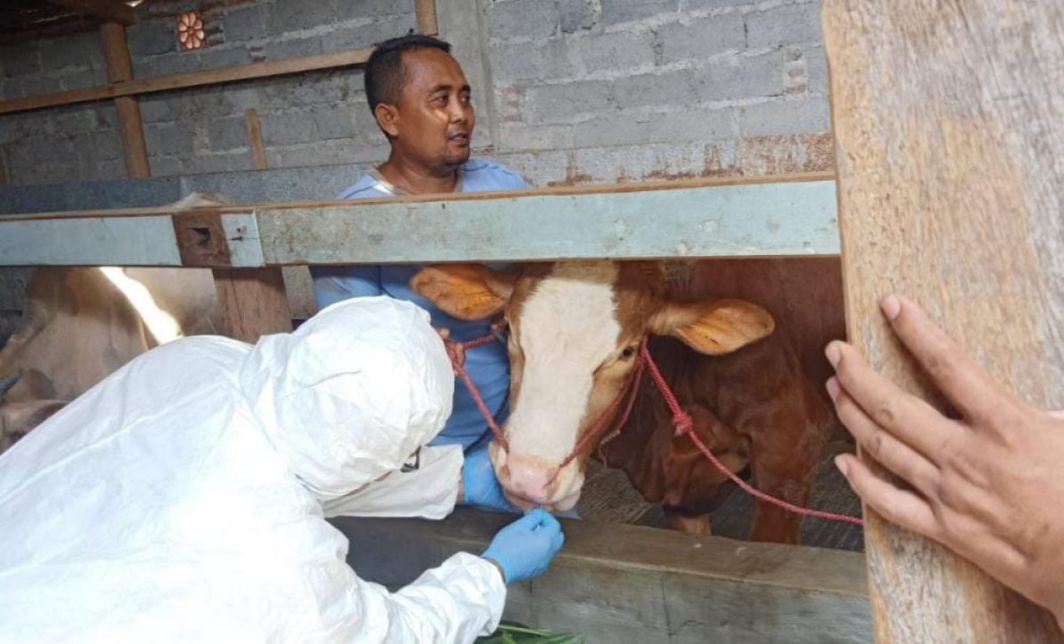 Petugas sedang menangangi sapi yang terkena PMK. (Foto: Dinas Peternakan dan Kesehatan Hewan Kabupaten Probolinggo)