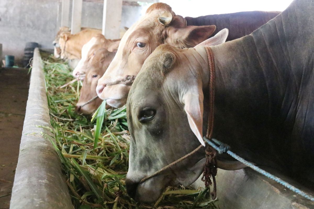 Peternakan sapi di Kabupaten Mojokerto. (Foto: Diskominfo Kabupaten Mojokerto/jatimnow.com)
