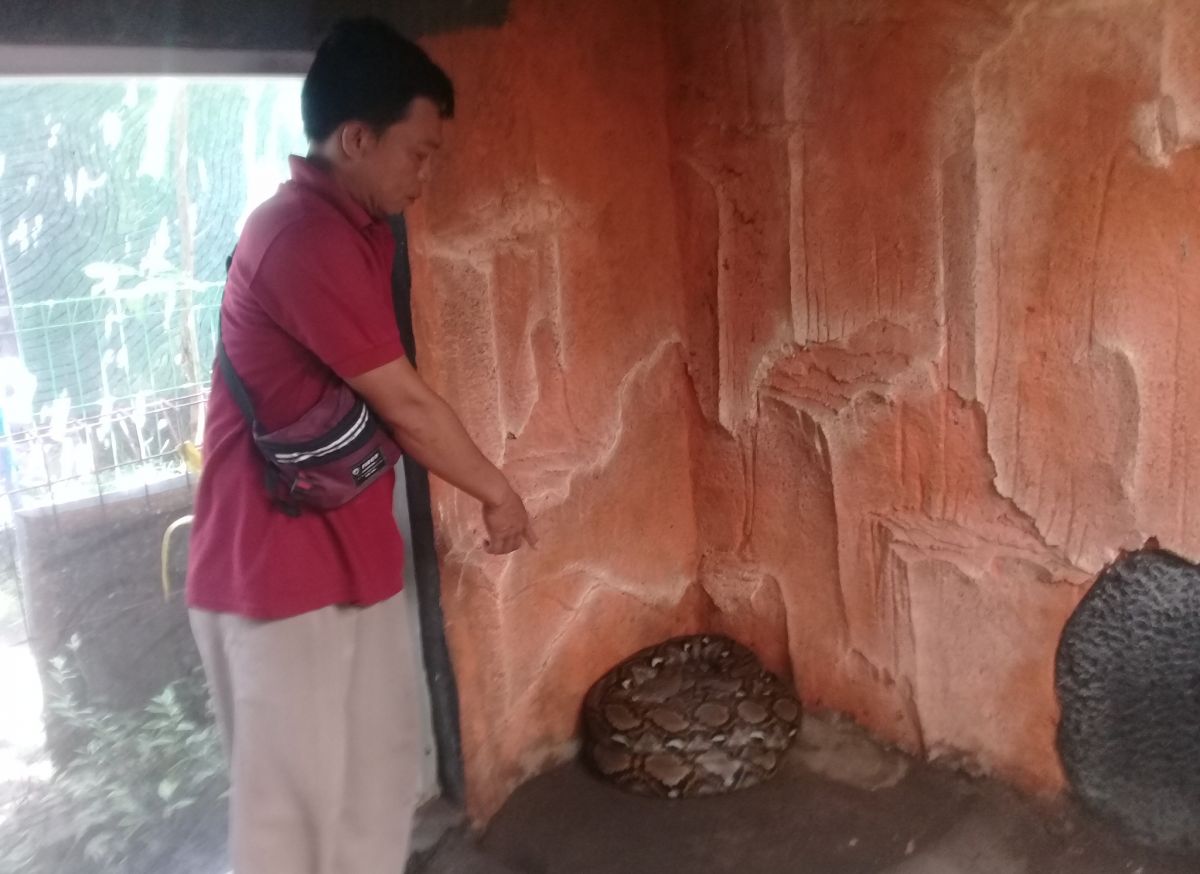 Warga Kota Probolinggo Amankan Ular Sanca Kembang Sepanjang 4 Meter dari Sungai