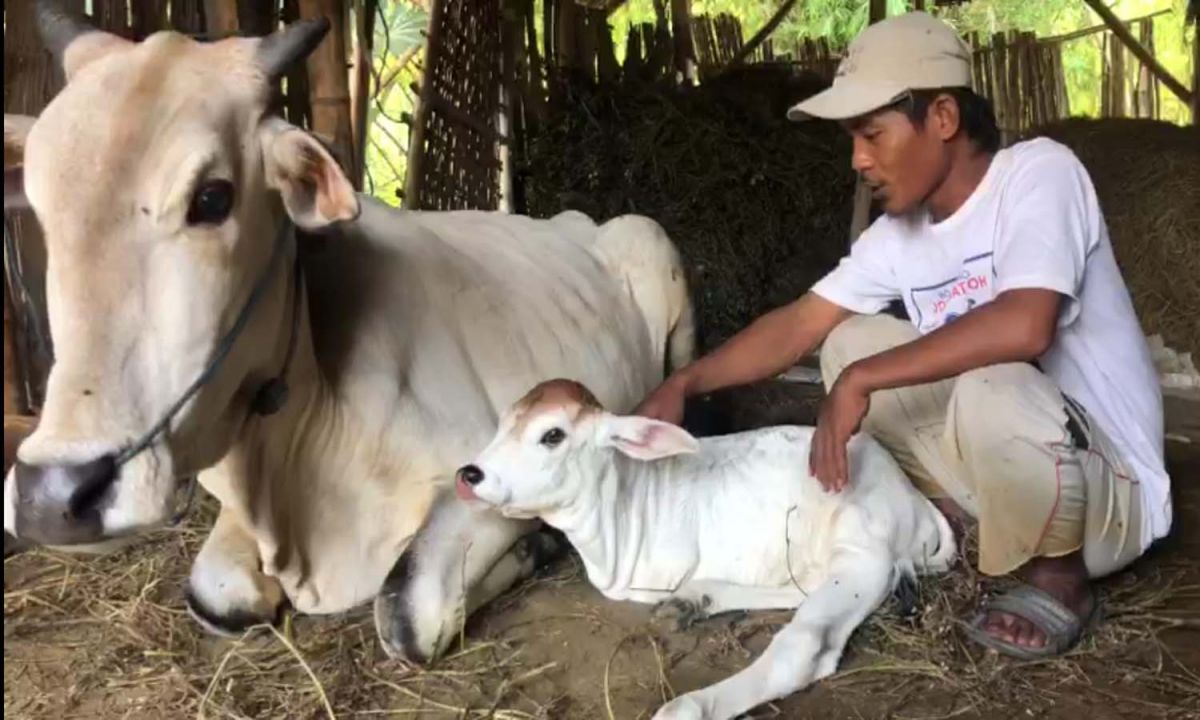 Anakan sapi berkaki dua milik Ali, warga Dusun Gangsalan, Desa/Kecamatan Kalitidu, Kabupaten Bojonegoro (Foto: Edo for jatimnow.com)