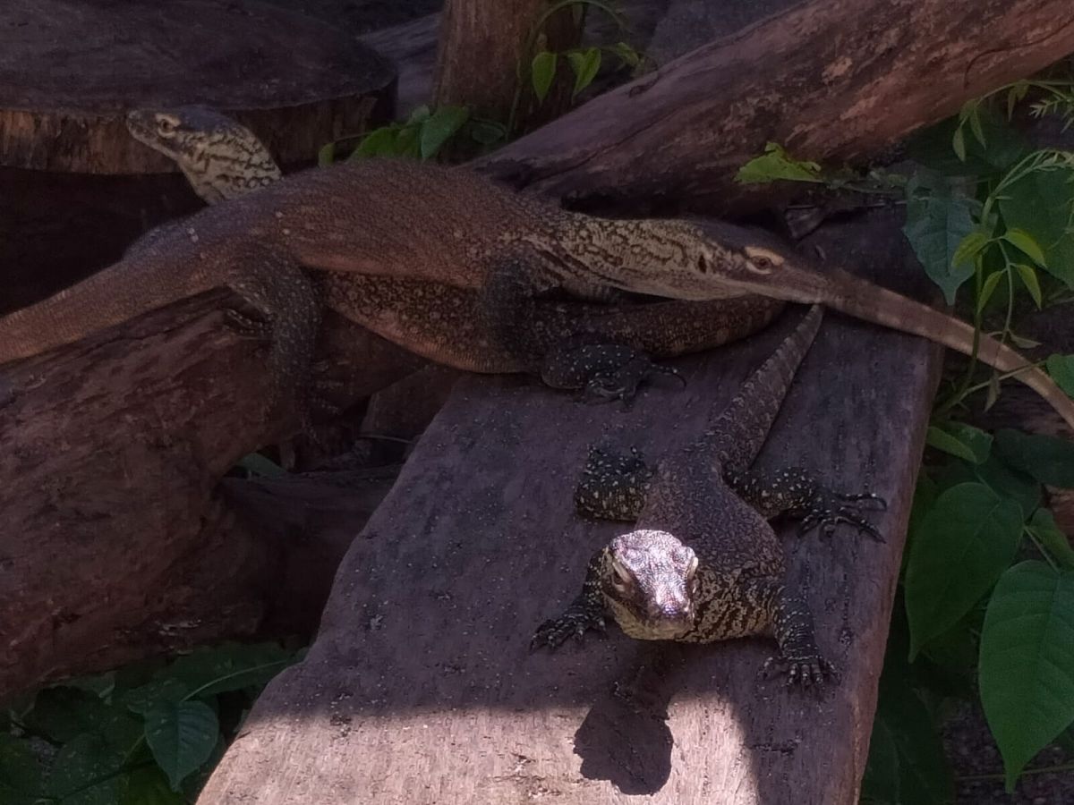 Bayi Komodo di Kebun Binatang Surabaya (KBS). (Foto: Ni'am Kurniawan/jatimnow.com)