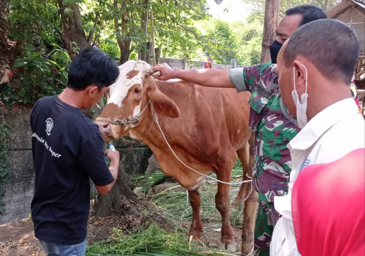 Relawan di Gresik bantu peternak sapi lakukan disinfeksi PMK.(Foto: Humas PT Smelting)