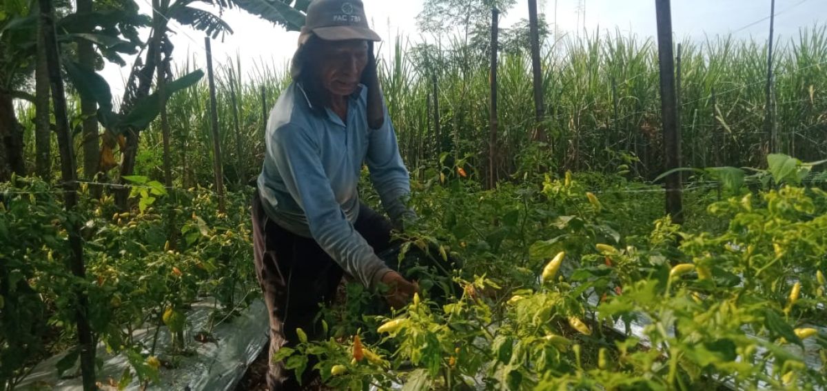 Harga Meroket, Petani Cabai Jombang Pusing Hadapi Serangan Hama Patek