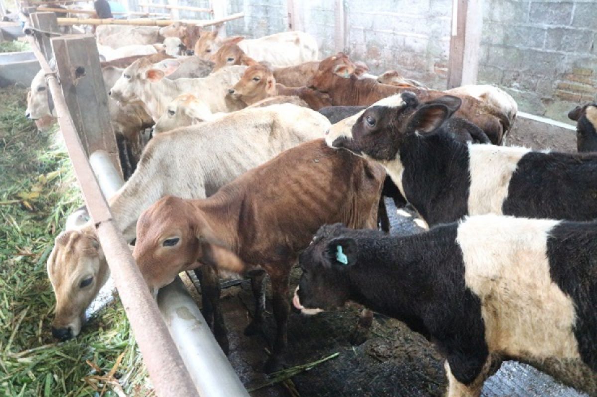 Tips Pilih Hewan Kurban Saat Marak Wabah PMK