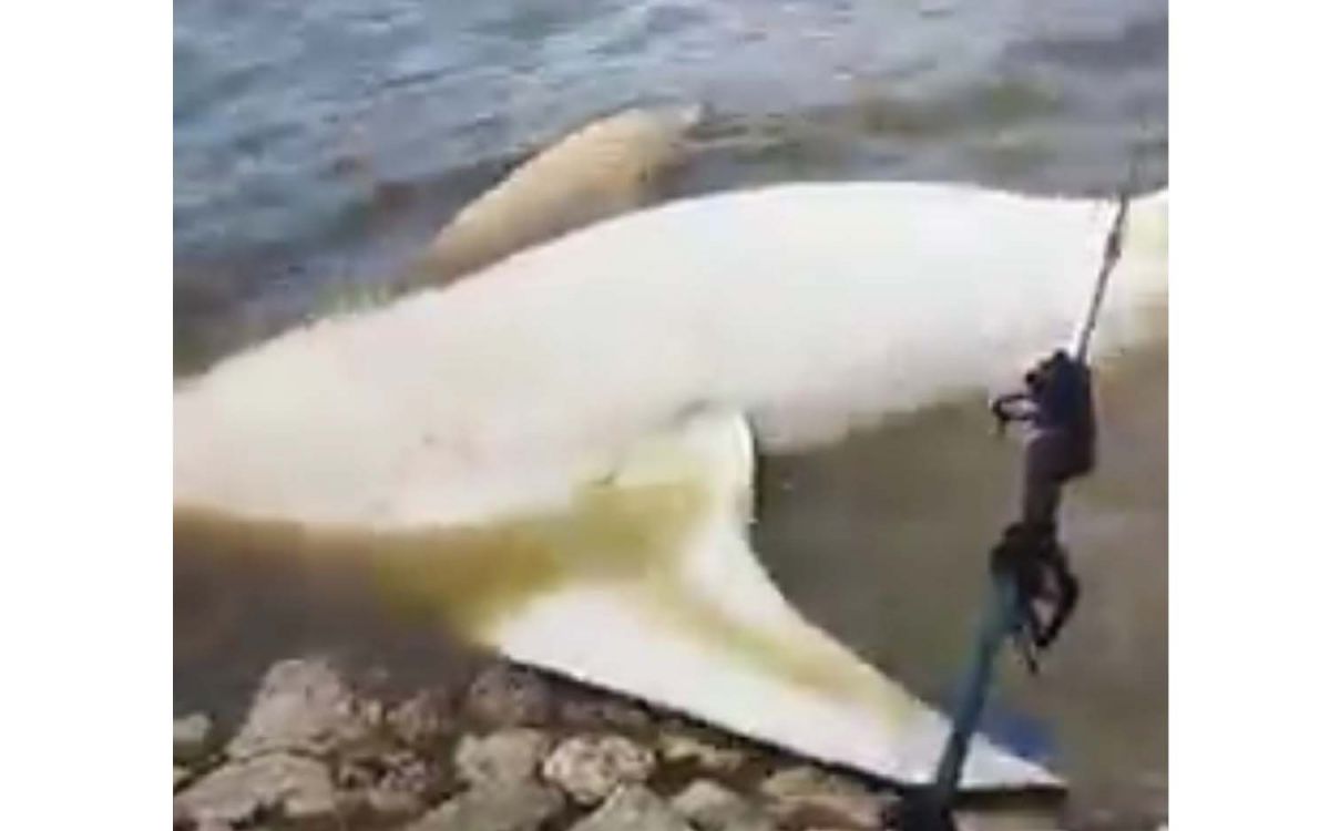 Hiu tutul mati terdampar di Perairan Kwanyar, Bangkalan (Foto: Tangkapan layar video postingan viral di Facebook)